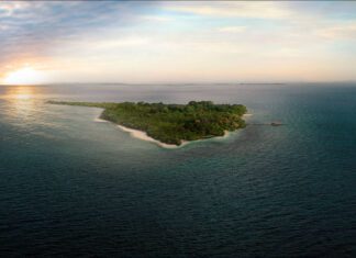 Cerveza Corona presenta Natural Codes: escaneá plantas, obtené descuentos y viajá a la Isla Corona