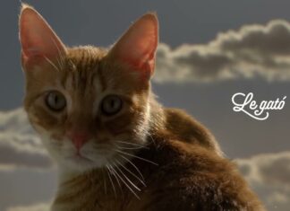 Le Gató 2, lo nuevo de La América para Arlistán.