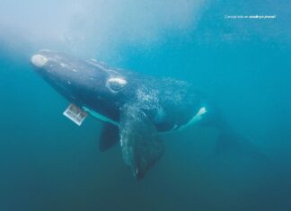 Humo Rojo lanza la nueva campaña de la Temporada de Ballenas de Puerto Madryn