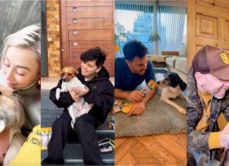 Dientes sanos, perros felices: la campaña que promueve el cuidado oral de nuestros perros