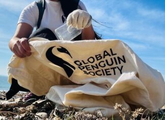 Global Penguin Society lidera nueva campaña de limpieza de playas en Chubut