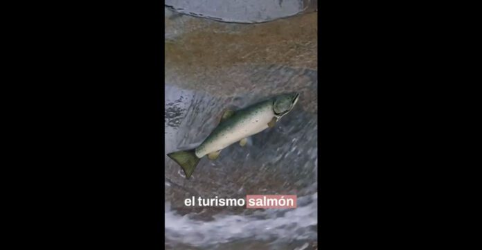 turimosalmon