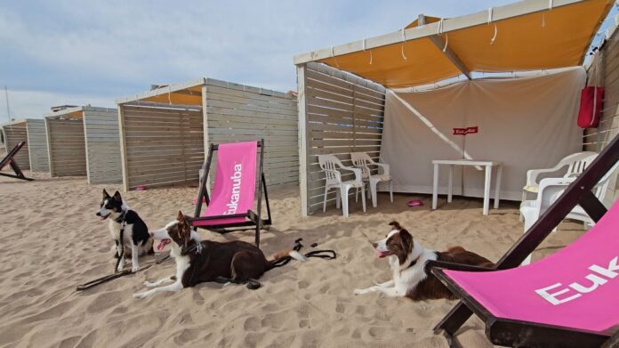 jpeg-optimizer_Verano Eukanuba 2025