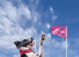 Vacaciones pet friendly: ¿cómo cuidar a tu mascota de la ola de calor?