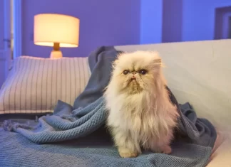 BBVA Seguros lanza su Seguro de Mascotas.