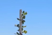 Pistacho, una oportunidad estratégica para la Argentina.