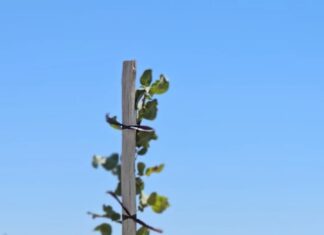 Pistacho, una oportunidad estratégica para la Argentina.