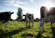 Una mejor producción lechera para los agricultores, las vacas, el planeta y las personas: Nestlé® lo explica en su primer informe del Plan Lácteo