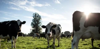 Una mejor producción lechera para los agricultores, las vacas, el planeta y las personas: Nestlé® lo explica en su primer informe del Plan Lácteo
