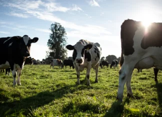 Una mejor producción lechera para los agricultores, las vacas, el planeta y las personas: Nestlé® lo explica en su primer informe del Plan Lácteo