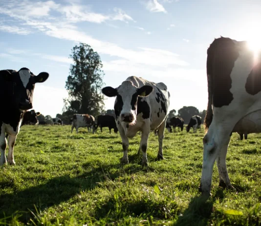 Una mejor producción lechera para los agricultores, las vacas, el planeta y las personas: Nestlé® lo explica en su primer informe del Plan Lácteo